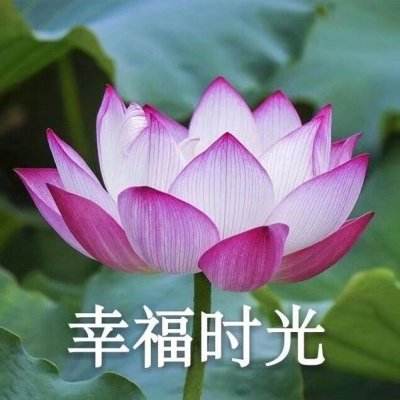 拳皇英雄传说官方下载